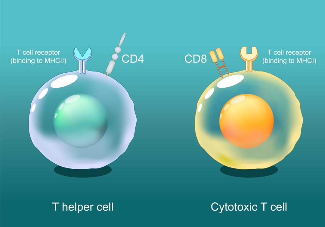 img - immunology